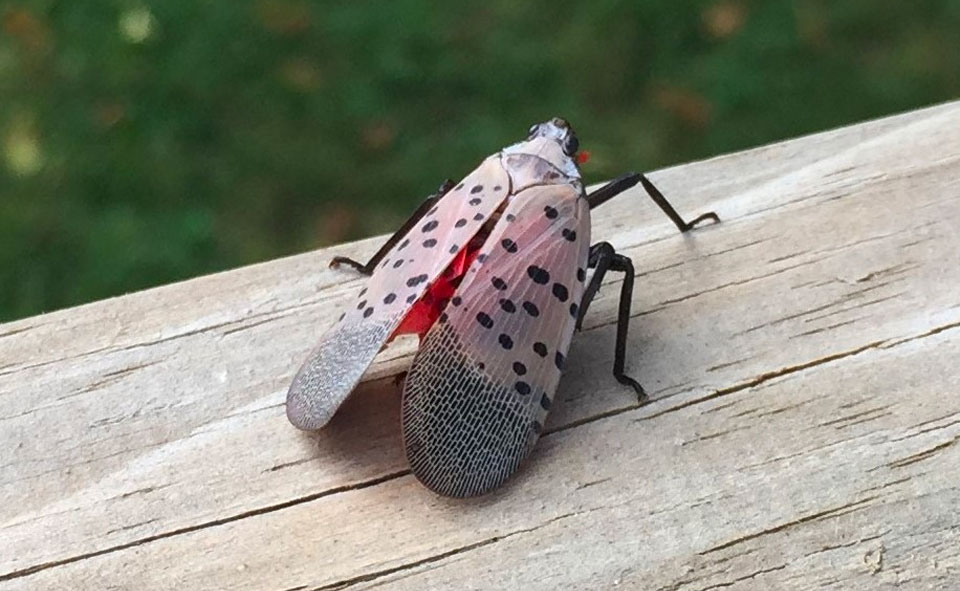 Spotted Lantern fly