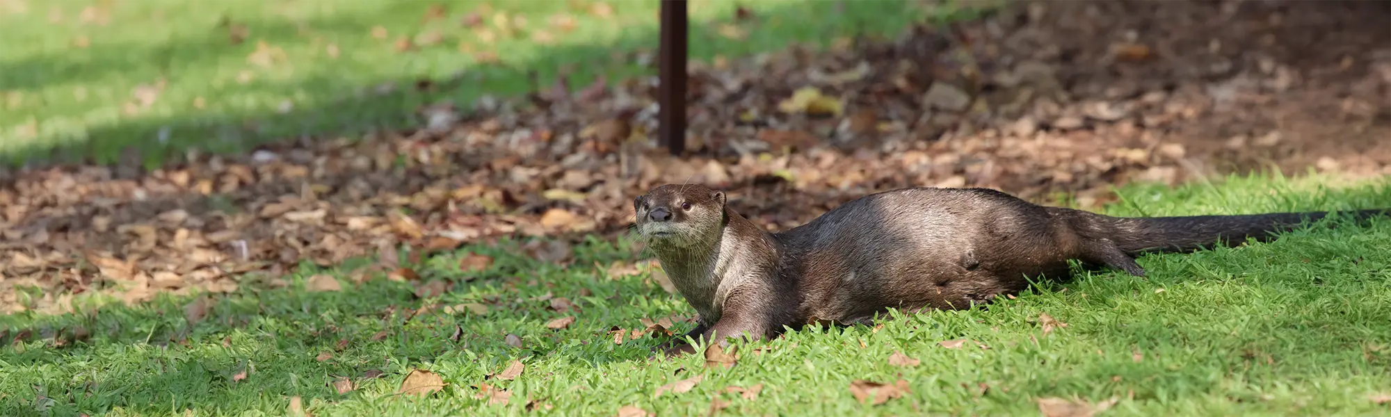 Serendipity and The Case of The Duck Hollow Otter