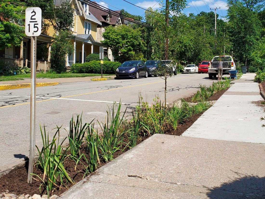 Maple Avenue stormwater tree pit
