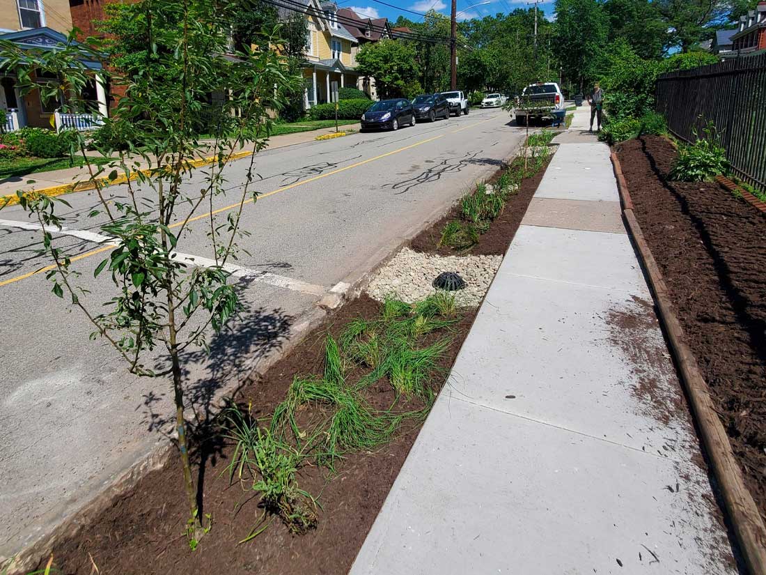 Maple Avenue stormwater tree pit