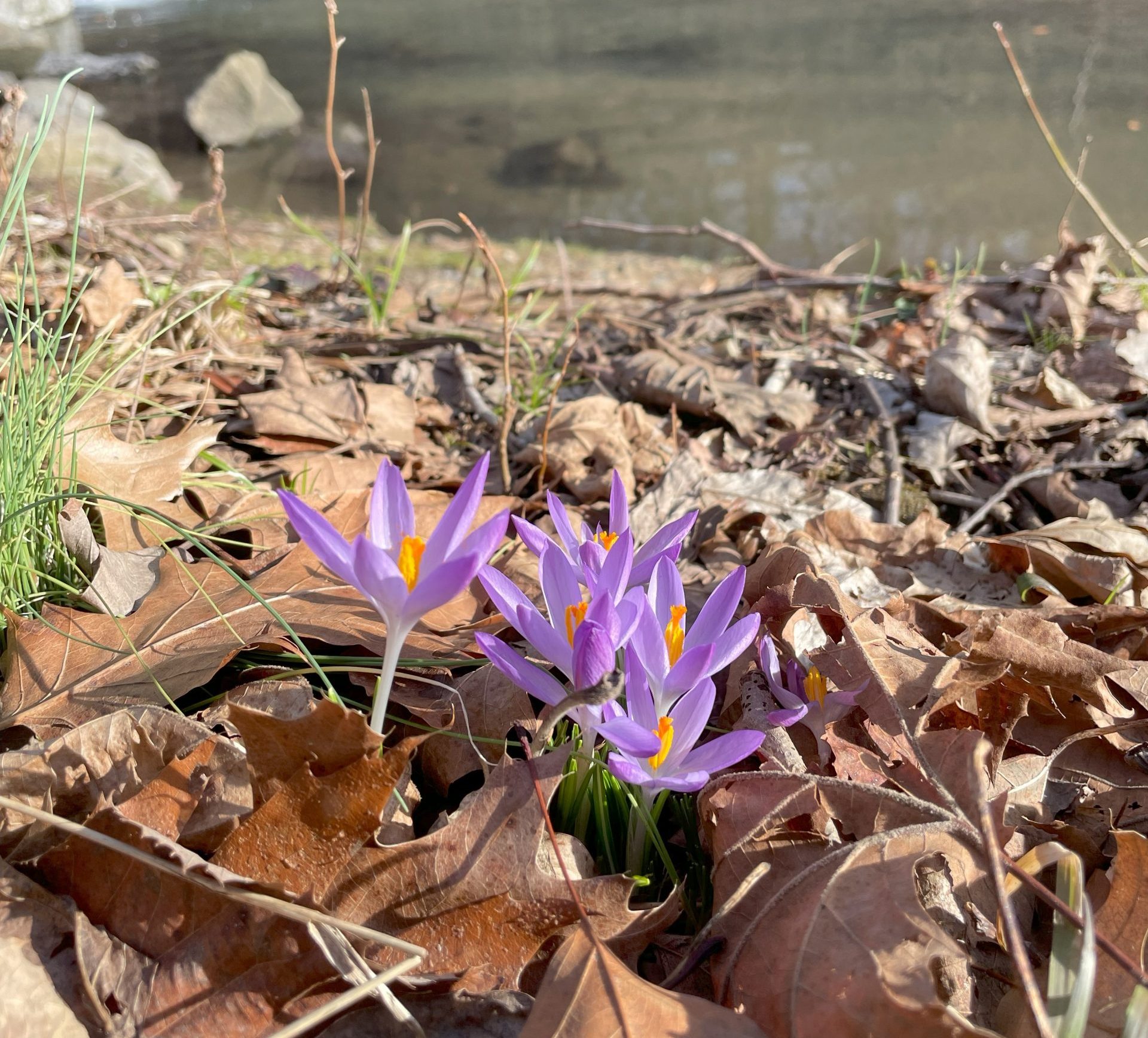 Non-native Bulbs, White Tailed Deer and Spring Ephemerals