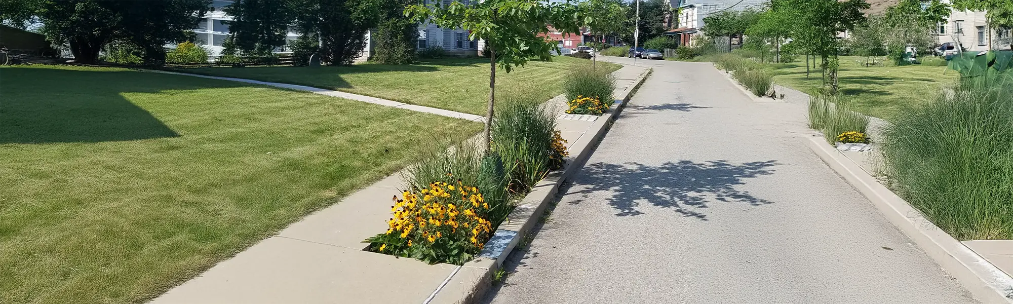 Stormwater Tree Pits